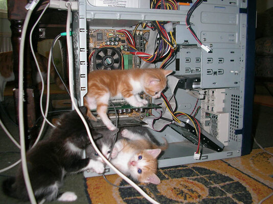 cats n comps.jpg